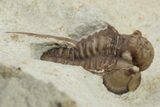 Scarce Cyphaspis Carrolli Trilobite - Oklahoma #226571-2